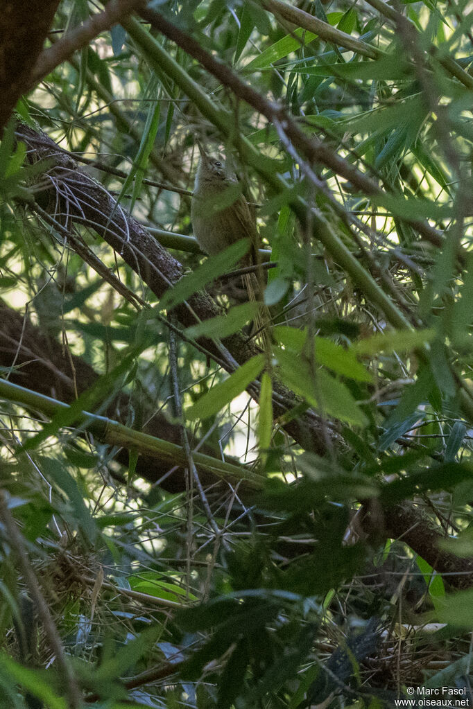 Des Murs's Wiretailadult, habitat