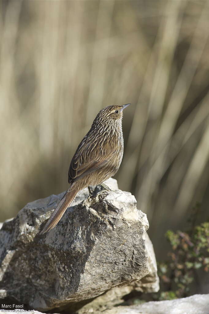 Synallaxe de Juninadulte, identification