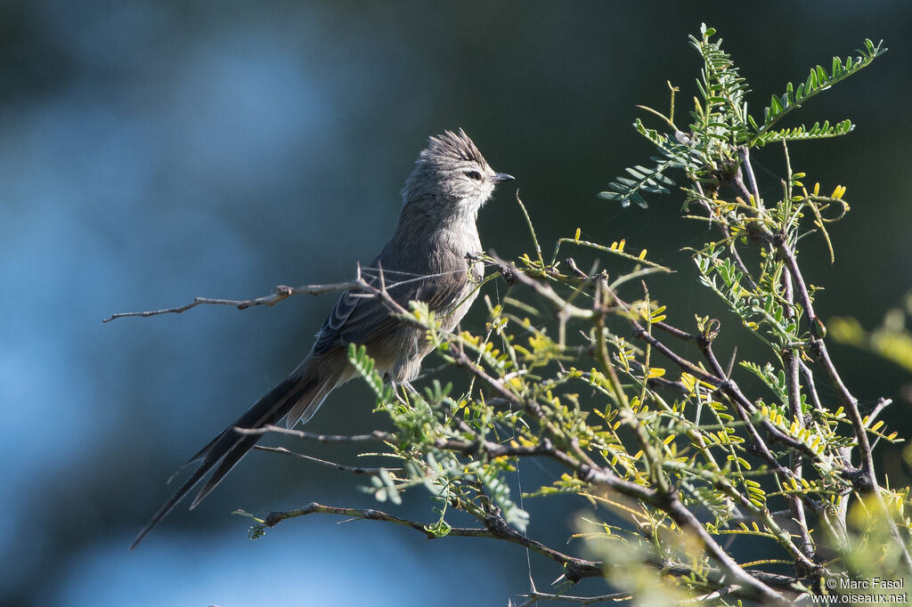 Tufted Tit-Spinetailadult, identification