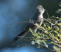 Tufted Tit-Spinetail