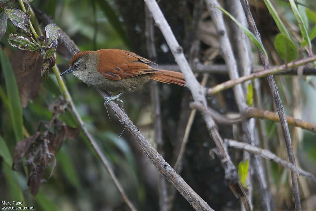 Synallaxe de Marcapataadulte, identification