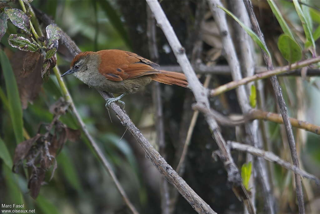 Marcapata Spinetailadult, identification