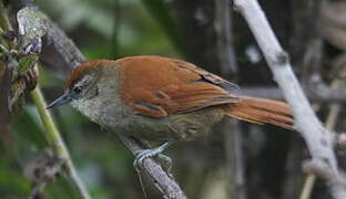 Marcapata Spinetail