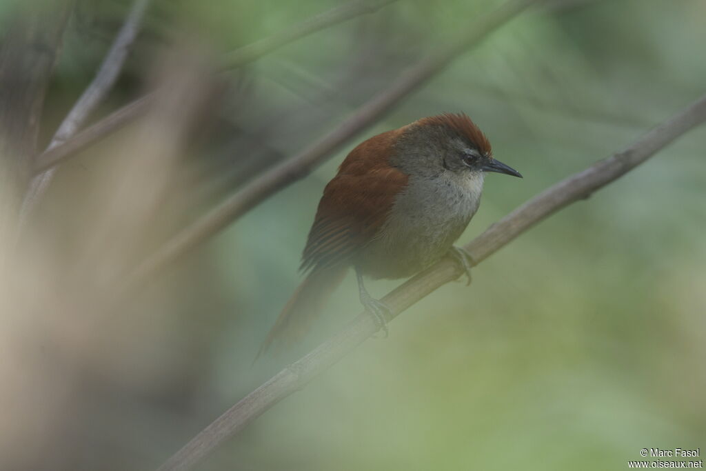 Marcapata Spinetailadult, identification