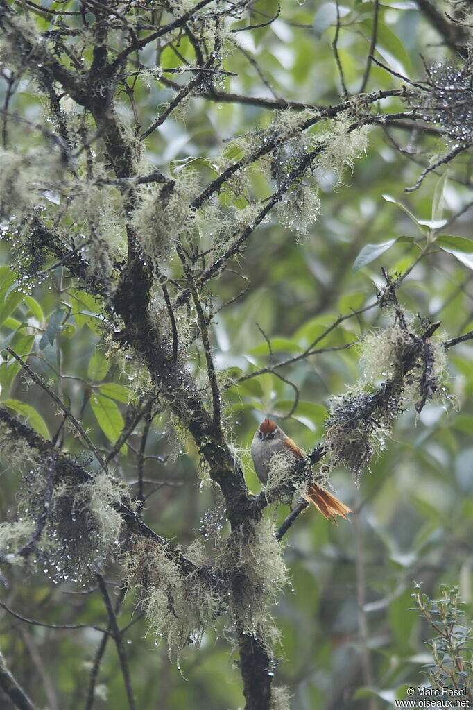 Marcapata Spinetailadult, identification