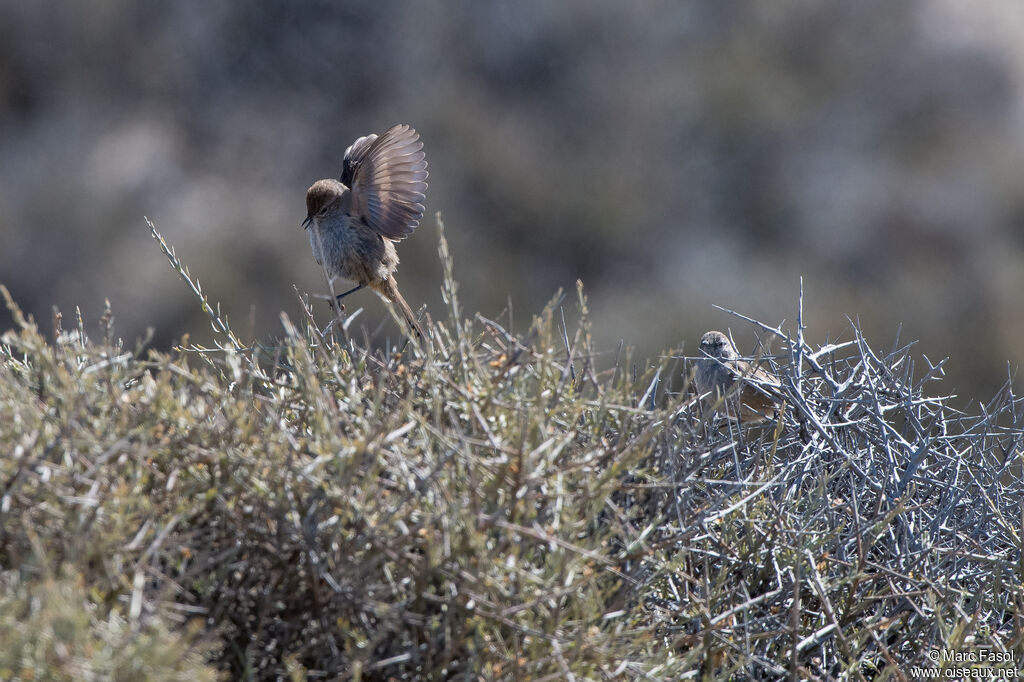 Synallaxe de Patagonieadulte internuptial