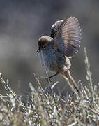 Patagonian Canastero