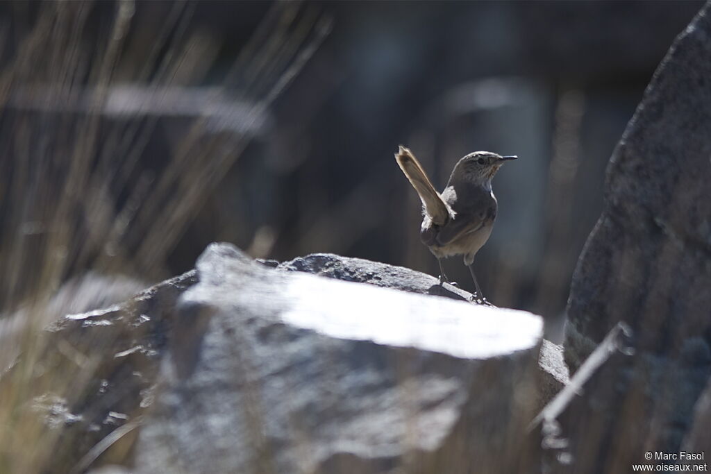 Cordilleran Canasteroadult, identification, Behaviour