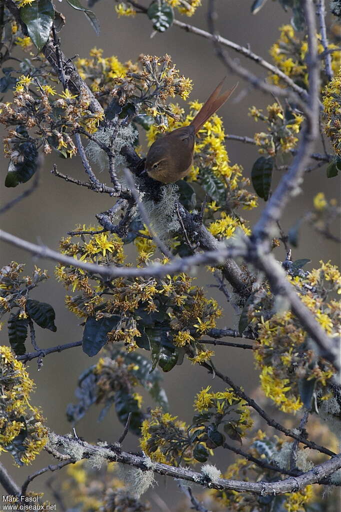 Tawny Tit-Spinetailadult, habitat, pigmentation