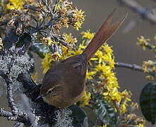 Tawny Tit-Spinetail