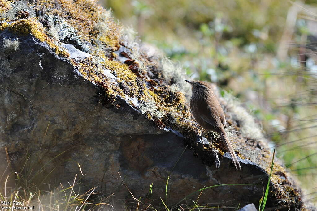 Line-fronted Canasteroadult, identification