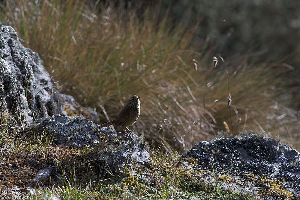 Line-fronted Canasteroadult, identification