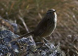 Line-fronted Canastero