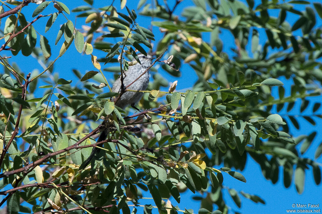 Plain-mantled Tit-Spinetailadult, identification