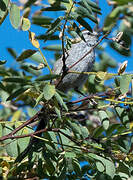 Plain-mantled Tit-Spinetail