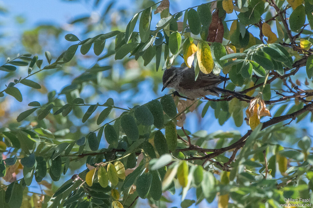 Plain-mantled Tit-Spinetailadult, identification