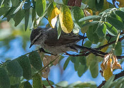 Plain-mantled Tit-Spinetail