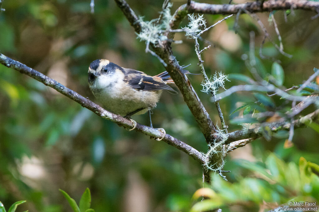 Synallaxe rayaditoadulte, identification