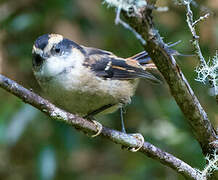 Thorn-tailed Rayadito