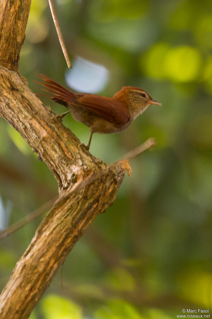 Synallaxe renardadulte, identification