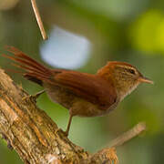 Rusty-backed Spinetail