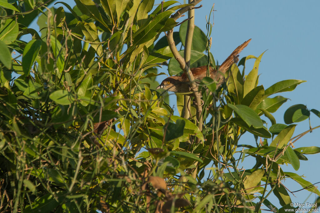 Synallaxe rougeadulte, identification