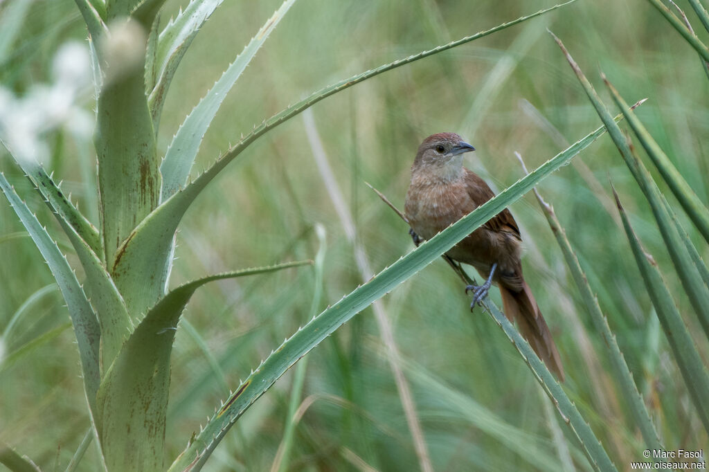 Freckle-breasted Thornbirdadult post breeding, identification