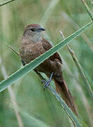 Freckle-breasted Thornbird