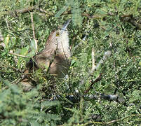 Freckle-breasted Thornbird