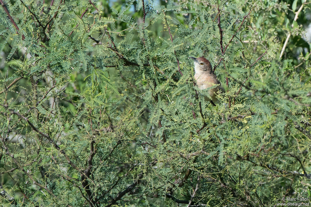 Freckle-breasted Thornbirdadult, identification