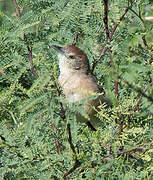 Freckle-breasted Thornbird