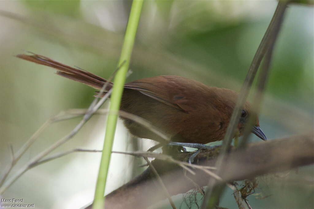 Rufous Spinetailadult, identification