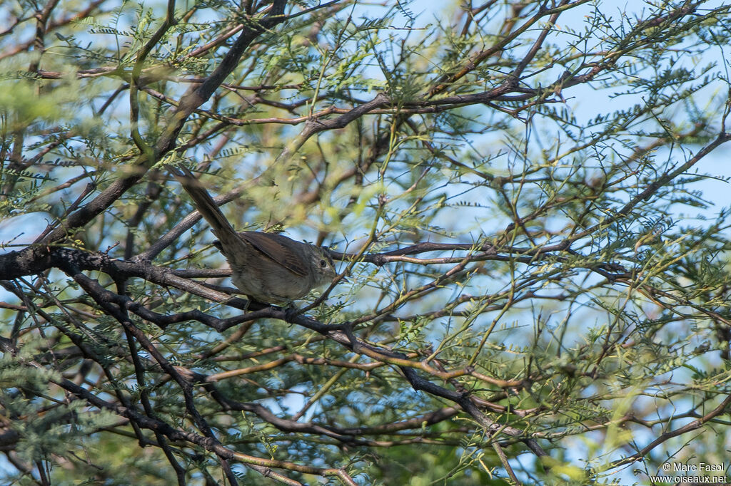 Synallaxe siffleuradulte, identification