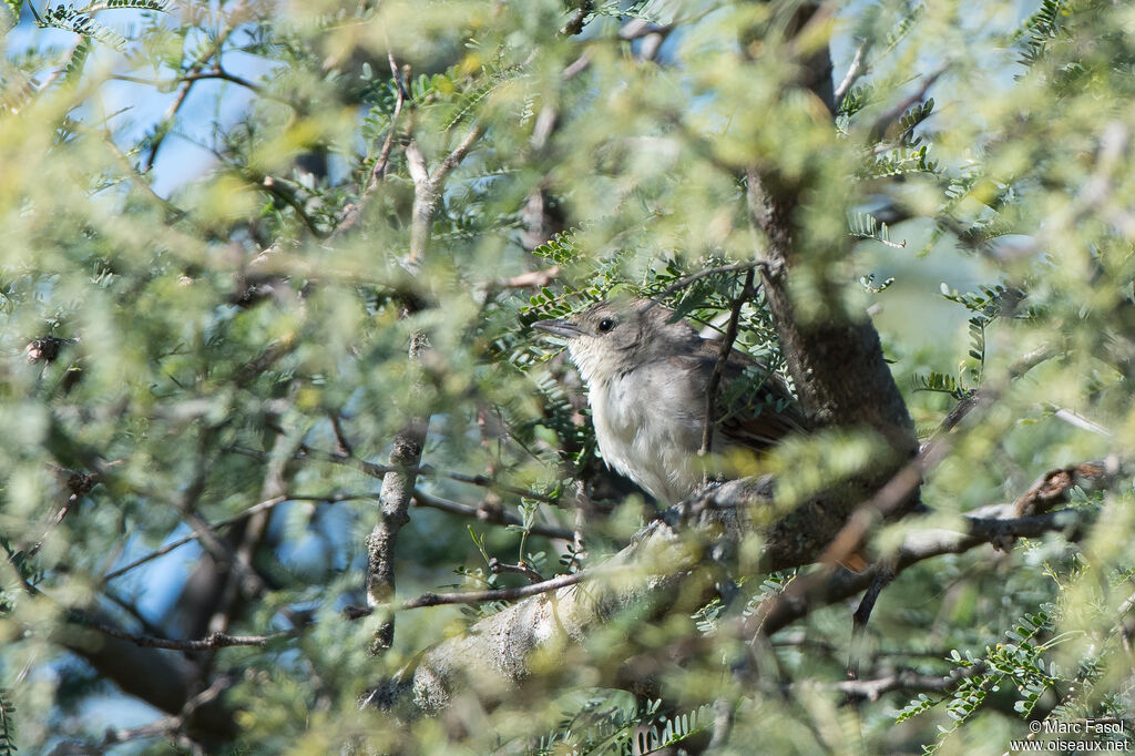 Little Thornbirdadult, identification