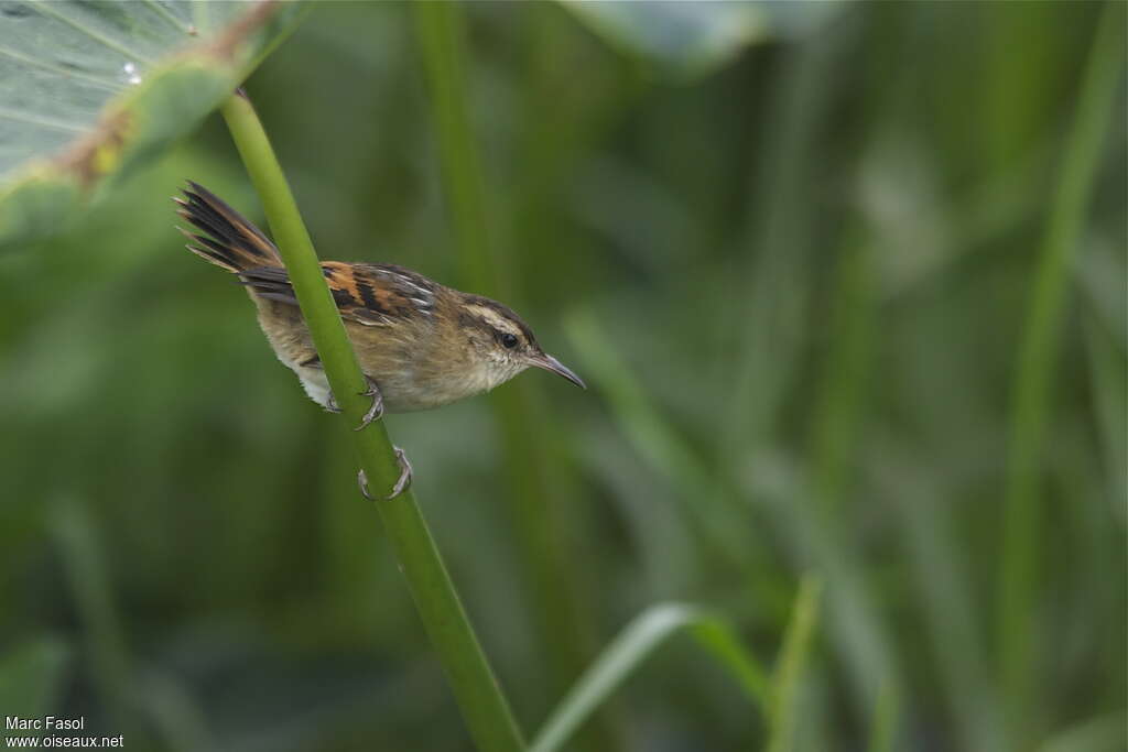 Wren-like Rushbirdadult, identification, Behaviour