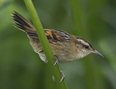 Wren-like Rushbird