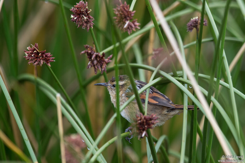 Wren-like Rushbird, fishing/hunting