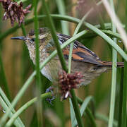 Wren-like Rushbird