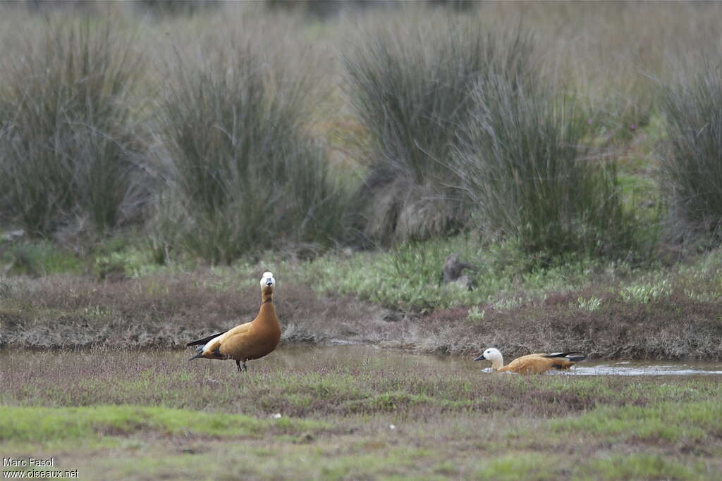 Ruddy Shelduckadult breeding, habitat