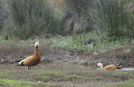 Ruddy Shelduck