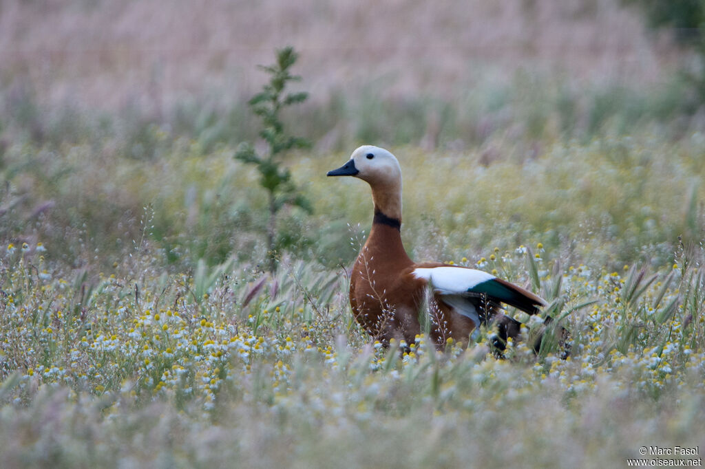 Tadorne casarca mâle adulte, identification