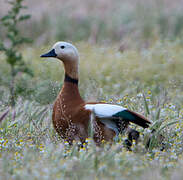 Ruddy Shelduck