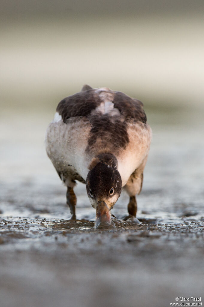 Common Shelduckjuvenile, identification, feeding habits