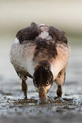 Common Shelduck