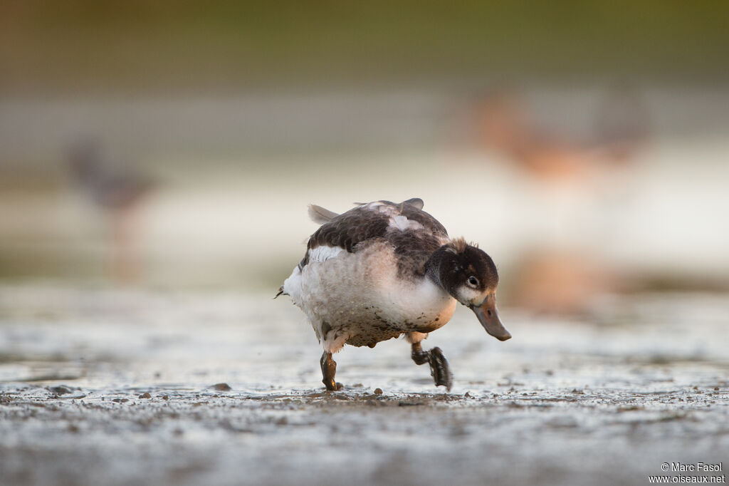 Common Shelduckjuvenile, identification