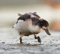 Common Shelduck