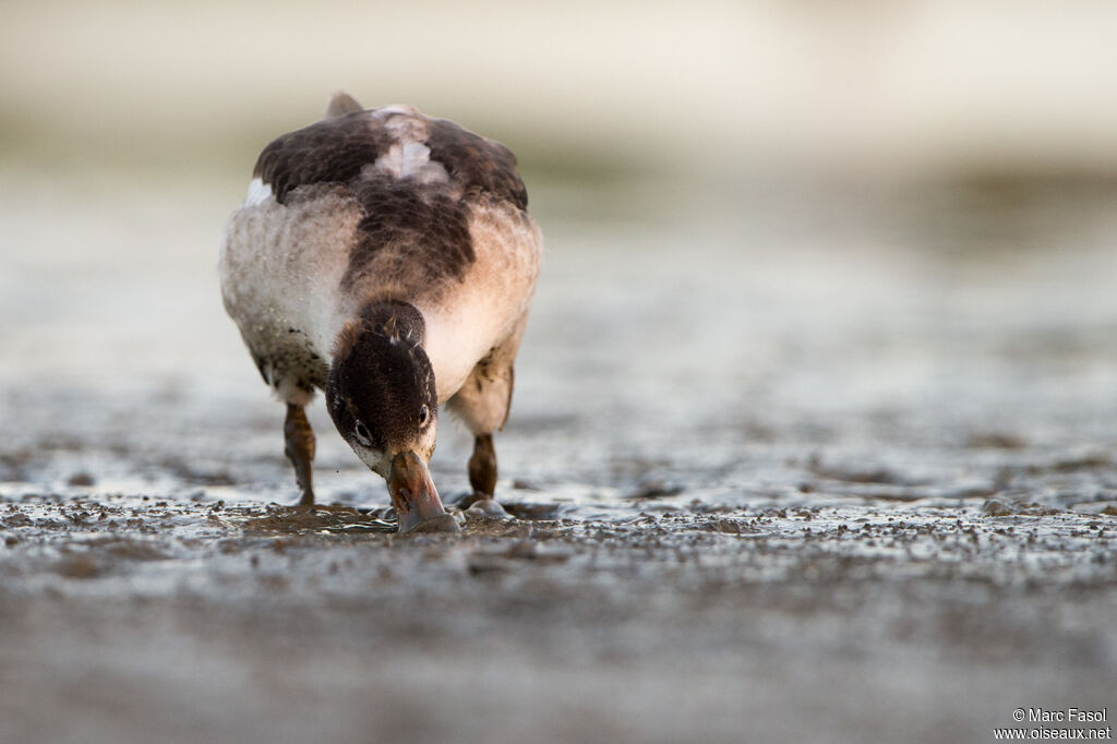 Common Shelduckjuvenile, identification, feeding habits