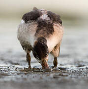 Common Shelduck