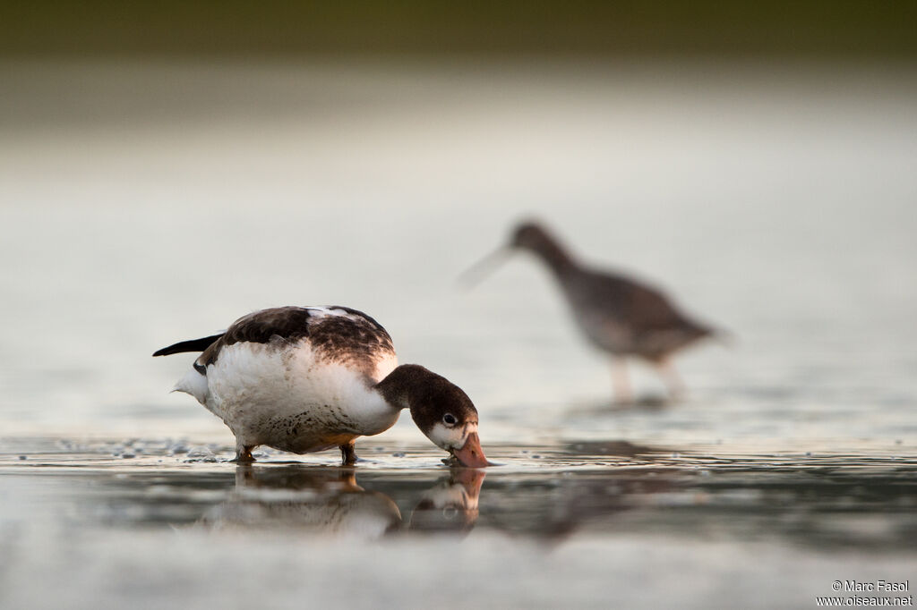 Common Shelduckjuvenile, identification, feeding habits