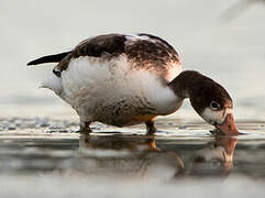 Common Shelduck